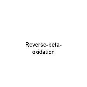 Reverse-beta-oxidation