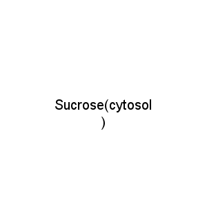 Sucrose(cytosol)
