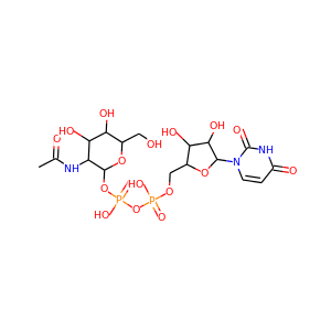 UDP-GlcNAc
