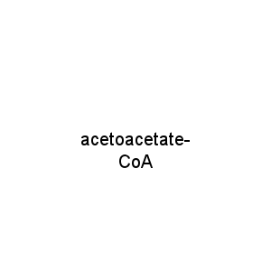 acetoacetate-CoA