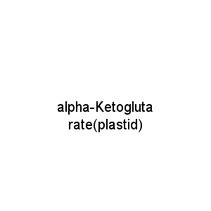 alpha-Ketoglutarate(plastid)