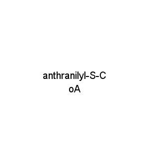 anthranilyl-S-CoA