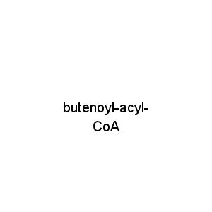 butenoyl-acyl-CoA