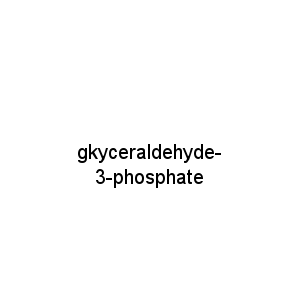 gkyceraldehyde-3-phosphate