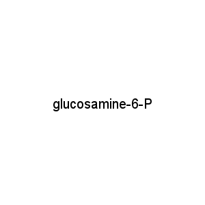 glucosamine-6-P