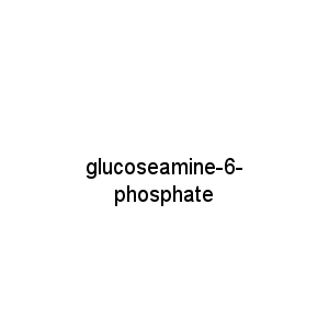 glucoseamine-6-phosphate