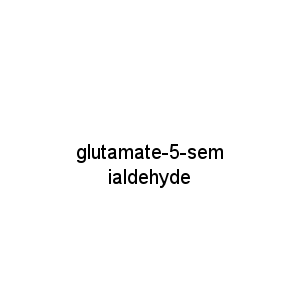 glutamate-5-semialdehyde