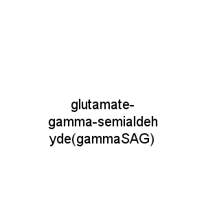 glutamate-gamma-semialdehyde(gammaSAG)