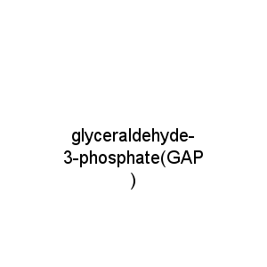 glyceraldehyde-3-phosphate(GAP)