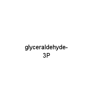 glyceraldehyde-3P