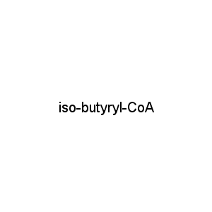 iso-butyryl-CoA
