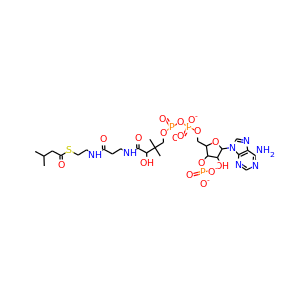 iso-valeryl-CoA