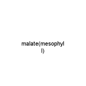 malate(mesophyll)