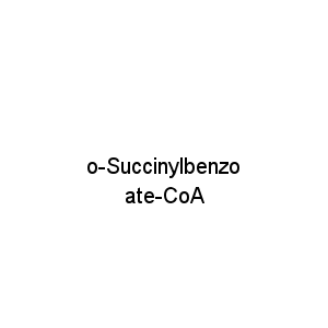 o-Succinylbenzoate-CoA
