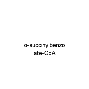o-succinylbenzoate-CoA