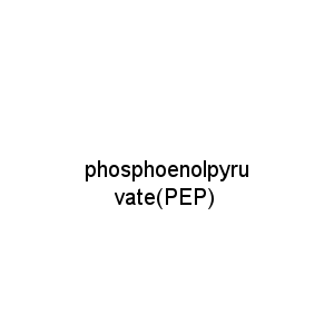 phosphoenolpyruvate(PEP)