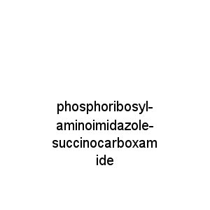 phosphoribosyl-aminoimidazole-succinocarboxamide