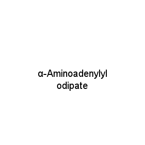 α-Aminoadenylylodipate