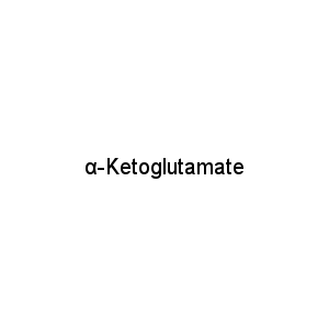 α-Ketoglutamate