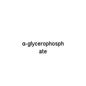 α-glycerophosphate