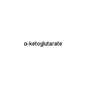 α-ketoglutarate