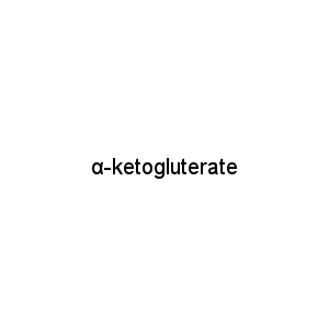 α-ketogluterate