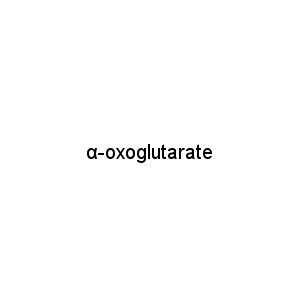 α-oxoglutarate
