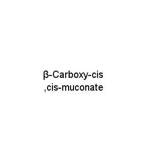 β-Carboxy-cis,cis-muconate