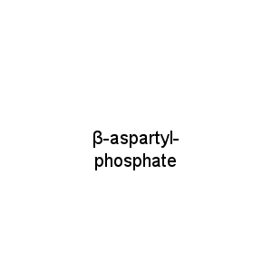 β-aspartyl-phosphate