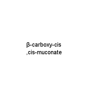 β-carboxy-cis,cis-muconate