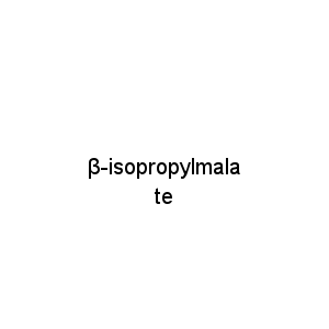 β-isopropylmalate