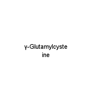 γ-Glutamylcysteine