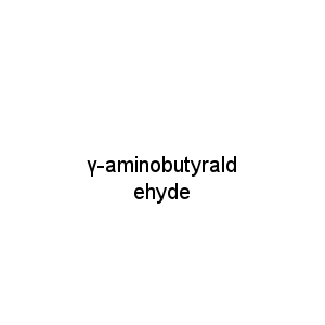 γ-aminobutyraldehyde