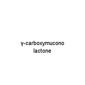 γ-carboxymuconolactone