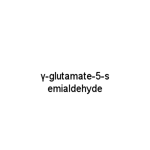 γ-glutamate-5-semialdehyde
