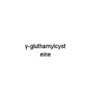 γ-gluthamylcysteine